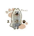 ポメラニアンず*②（個別スタンプ：4）