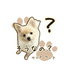 ポメラニアンず*②（個別スタンプ：6）