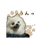 ポメラニアンず*②（個別スタンプ：8）