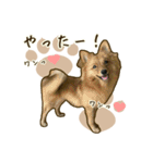 ポメラニアンず*②（個別スタンプ：14）