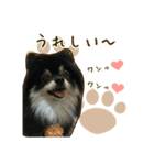 ポメラニアンず*②（個別スタンプ：15）