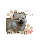 ポメラニアンず*②（個別スタンプ：16）