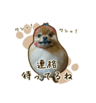 ポメラニアンず*②（個別スタンプ：22）