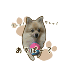 ポメラニアンず*②（個別スタンプ：25）