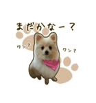 ポメラニアンず*②（個別スタンプ：29）