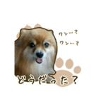 ポメラニアンず*②（個別スタンプ：31）