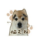 ポメラニアンず*②（個別スタンプ：32）