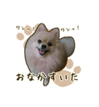 ポメラニアンず*②（個別スタンプ：34）
