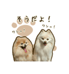 ポメラニアンず*②（個別スタンプ：35）