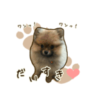 ポメラニアンず*②（個別スタンプ：37）