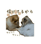 ポメラニアンず*②（個別スタンプ：38）