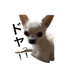 マイ犬スタンプ（個別スタンプ：1）