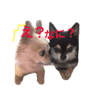 マイ犬スタンプ（個別スタンプ：2）