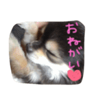マイ犬スタンプ（個別スタンプ：3）
