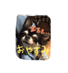 マイ犬スタンプ（個別スタンプ：4）