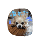 マイ犬スタンプ（個別スタンプ：5）