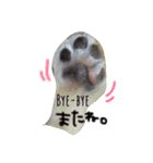マイ犬スタンプ（個別スタンプ：7）