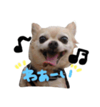 マイ犬スタンプ（個別スタンプ：8）