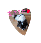 マイ犬スタンプ（個別スタンプ：9）