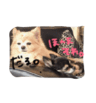 マイ犬スタンプ（個別スタンプ：10）