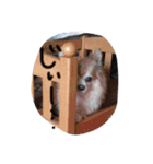 マイ犬スタンプ（個別スタンプ：11）
