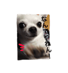 マイ犬スタンプ（個別スタンプ：14）