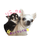 マイ犬スタンプ（個別スタンプ：15）