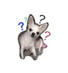 マイ犬スタンプ（個別スタンプ：16）