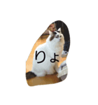 ぺる太の日常（個別スタンプ：7）