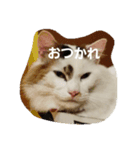 ぺる太の日常（個別スタンプ：8）