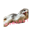 catcatcat cuto（個別スタンプ：1）