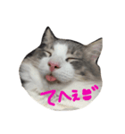 catcatcat cuto（個別スタンプ：2）