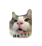 catcatcat cuto（個別スタンプ：3）