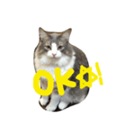 catcatcat cuto（個別スタンプ：4）