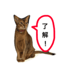 catcatcat cuto（個別スタンプ：6）