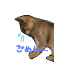 catcatcat cuto（個別スタンプ：8）