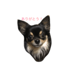 ロングコートチワワのまるくん（個別スタンプ：1）