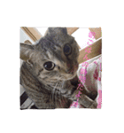 第1弾 うちのみーちゃん（個別スタンプ：4）