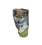 kumak（個別スタンプ：2）
