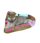 kumak（個別スタンプ：4）