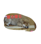 kumak（個別スタンプ：7）