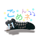 ミニシュナのシェル（個別スタンプ：7）