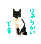 ジトめネコ（個別スタンプ：3）