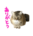 ジトめネコ（個別スタンプ：4）