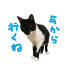 ジトめネコ（個別スタンプ：7）