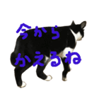 ジトめネコ（個別スタンプ：8）