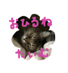 ジトめネコ（個別スタンプ：10）