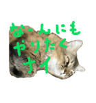 ジトめネコ（個別スタンプ：11）