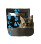 ジトめネコ（個別スタンプ：12）