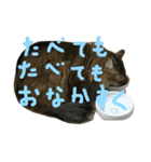 ジトめネコ（個別スタンプ：13）
